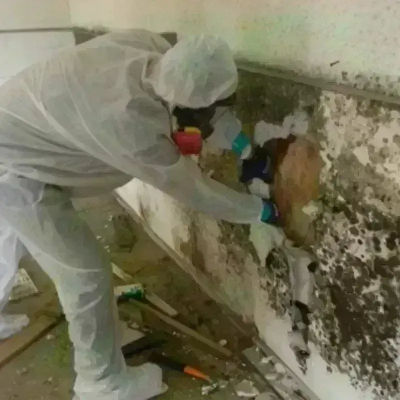 Mold Remediation and Removal in Riverside, MD